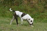 BOULEDOGUE AMERICAIN 371